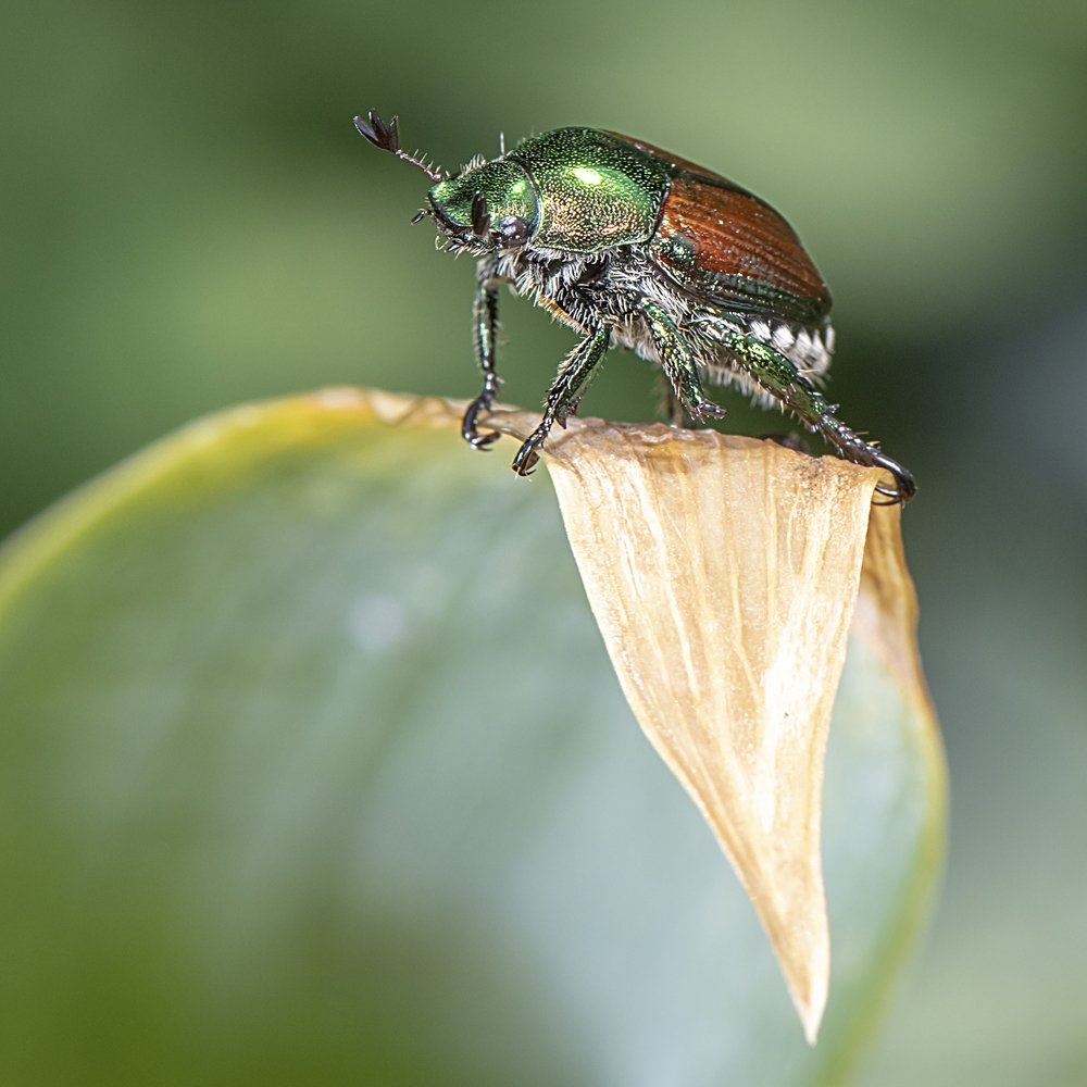 Триумфатор /  Triumphant