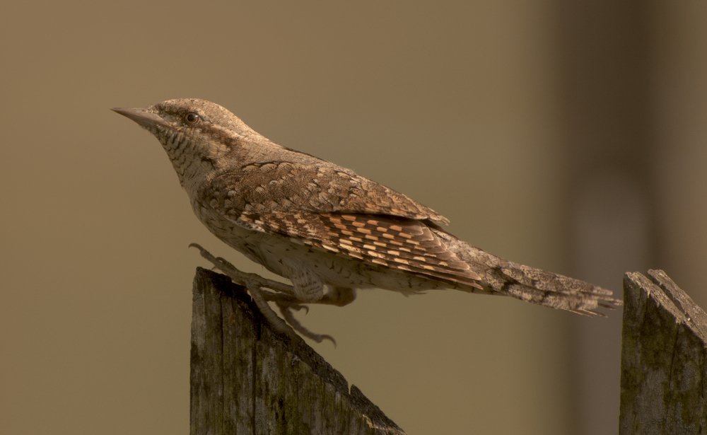 Вертишейка