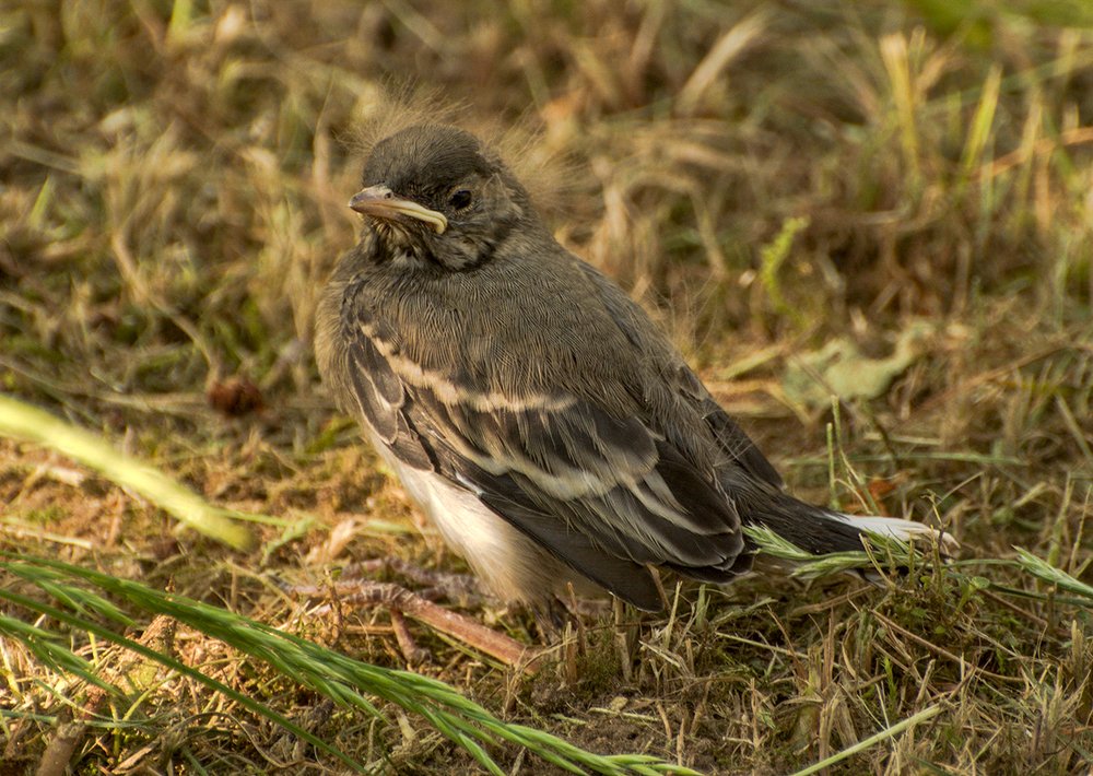 Птенец трясогуски