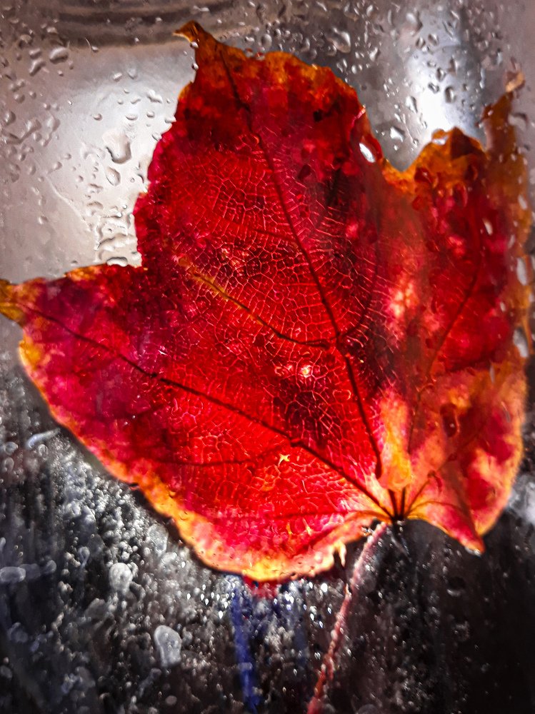 Фотография автора Ksenia Rososhek