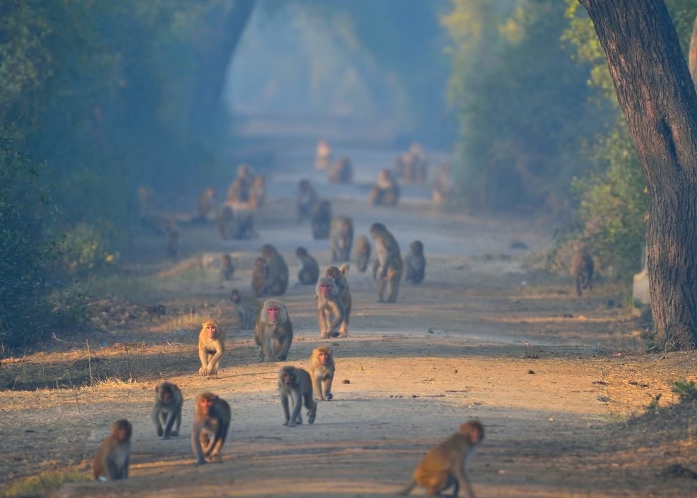 Photograph by Vijay Singh Chandel