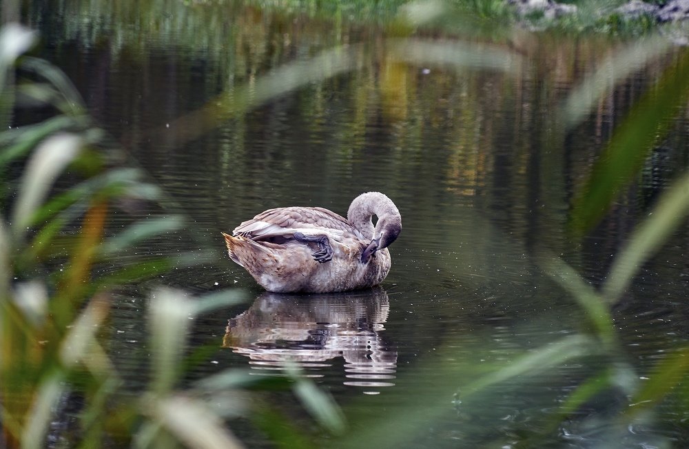 Тихая заводь