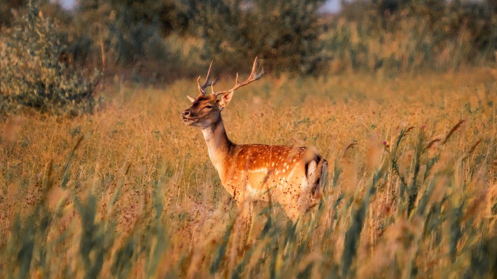 Фотография автора Андрей [Seencleyr] Чуяшенко