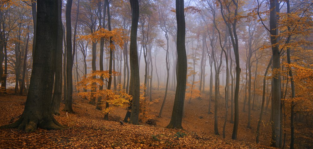 Photograph by Elina Shestakova