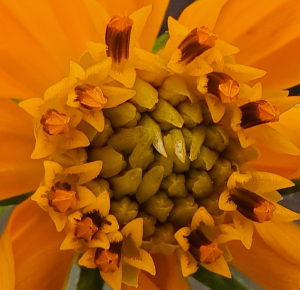 Tagetes lucida