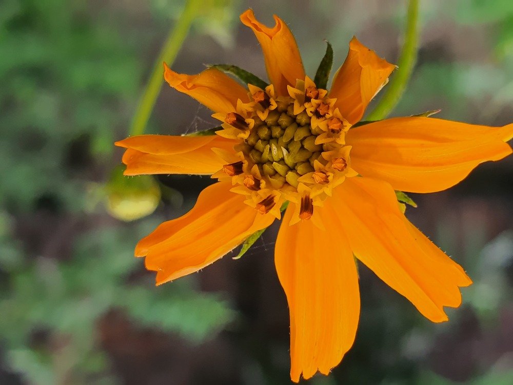 Tagetes lucida