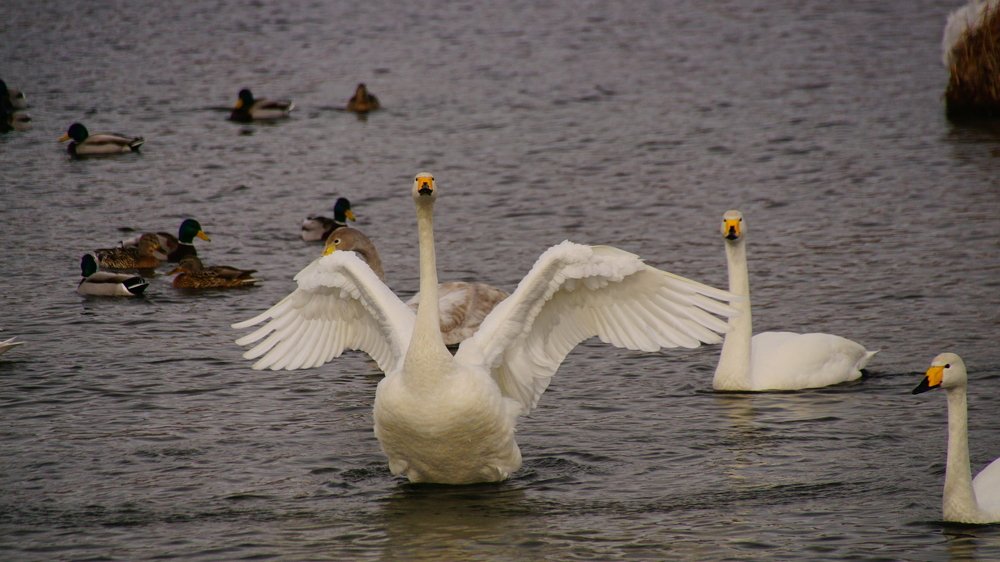 Photograph by BORIS KURTUKOV