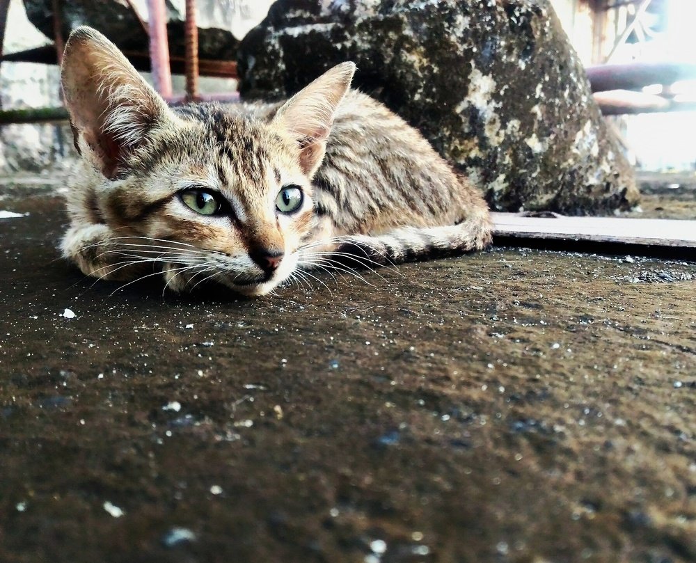 Stray Cat