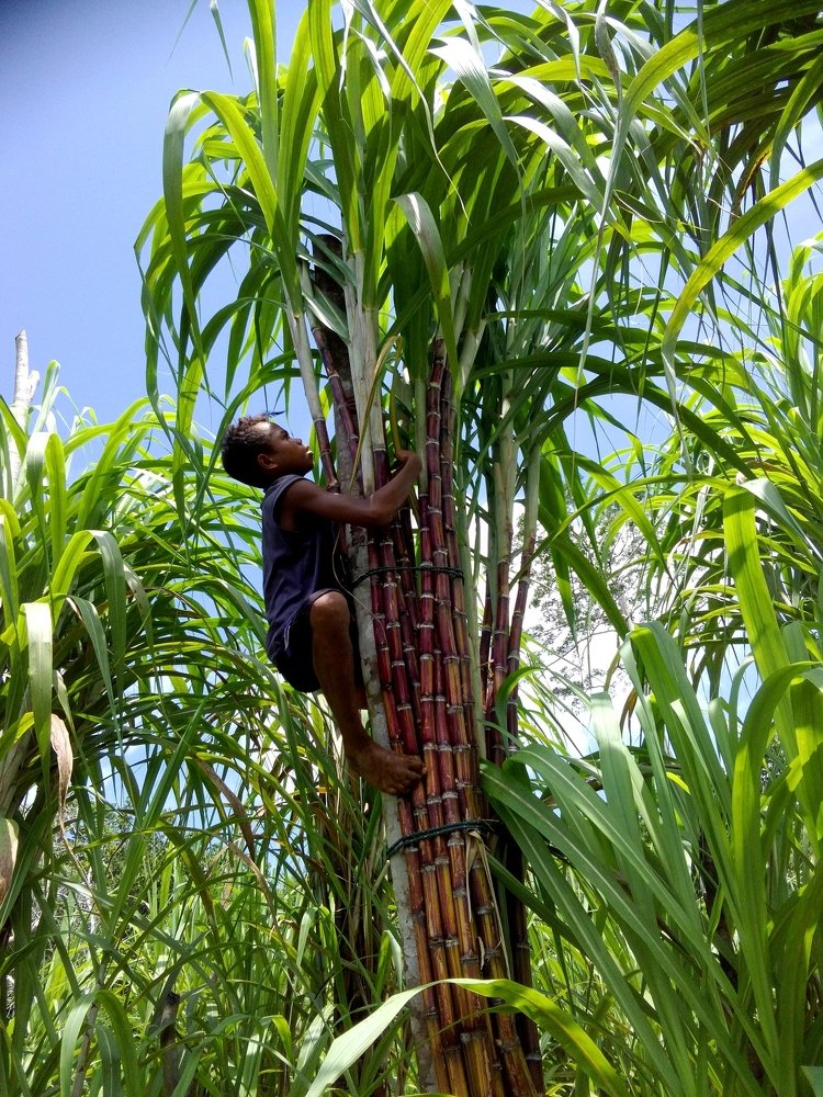 Tying Sugarcane
