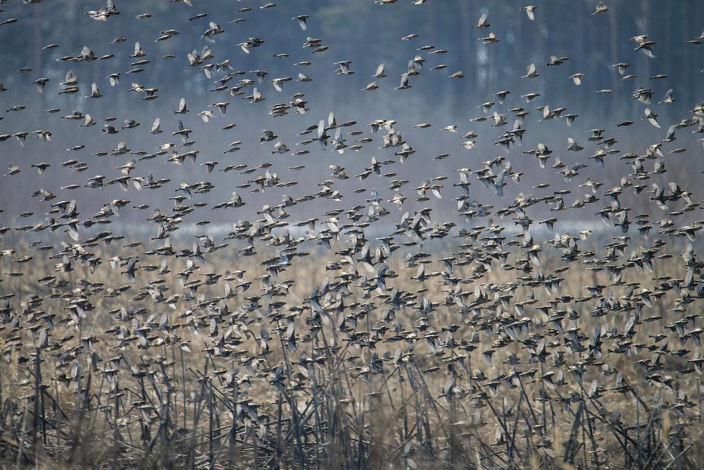 Весенний пролёт вьюрков