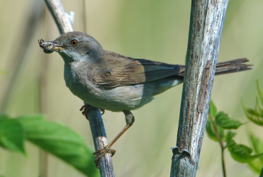 Серая славка с добычей