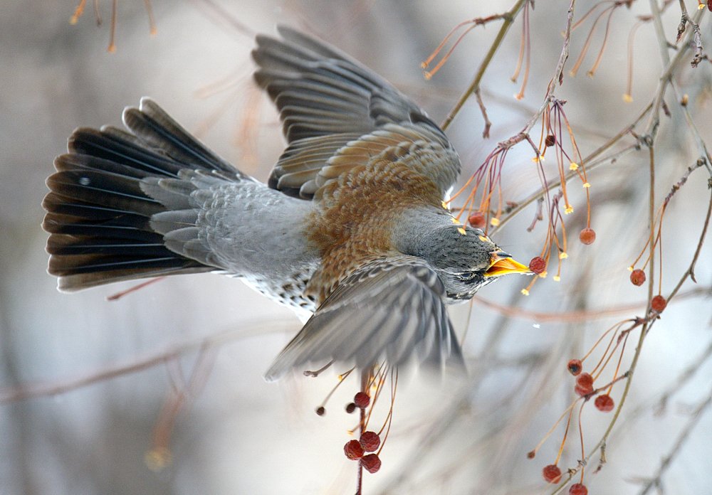 Рябинник на рябине