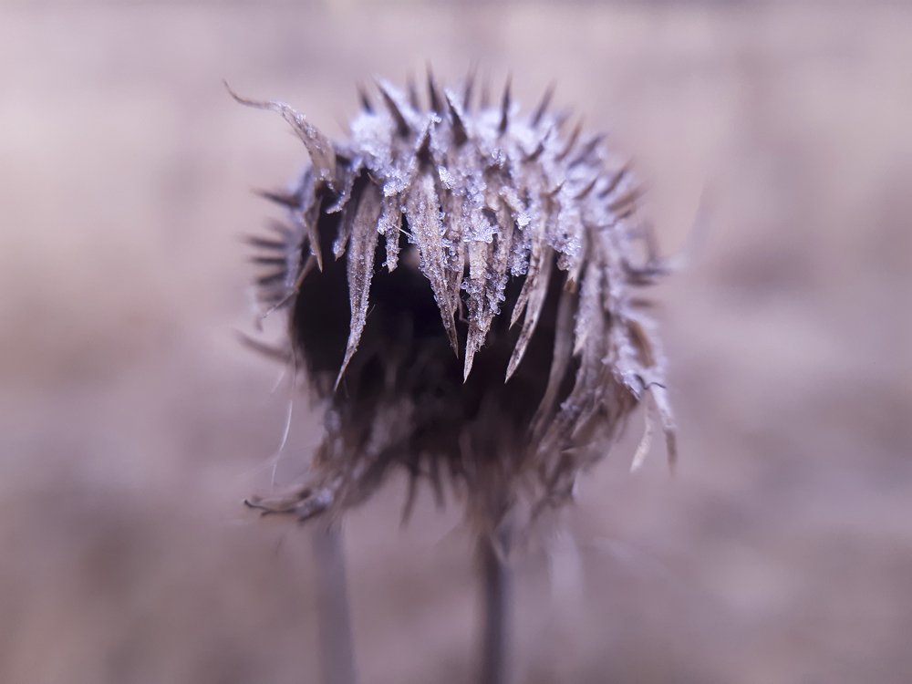 Осень. Опустевшая колючка.