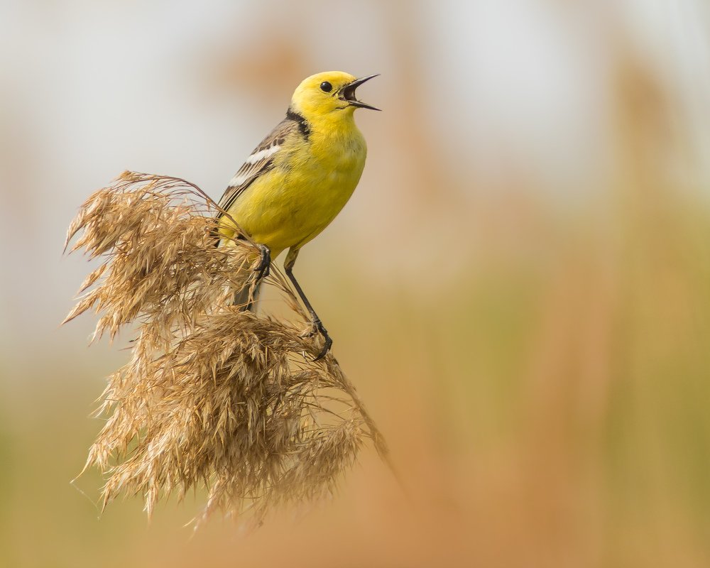Летняя песня