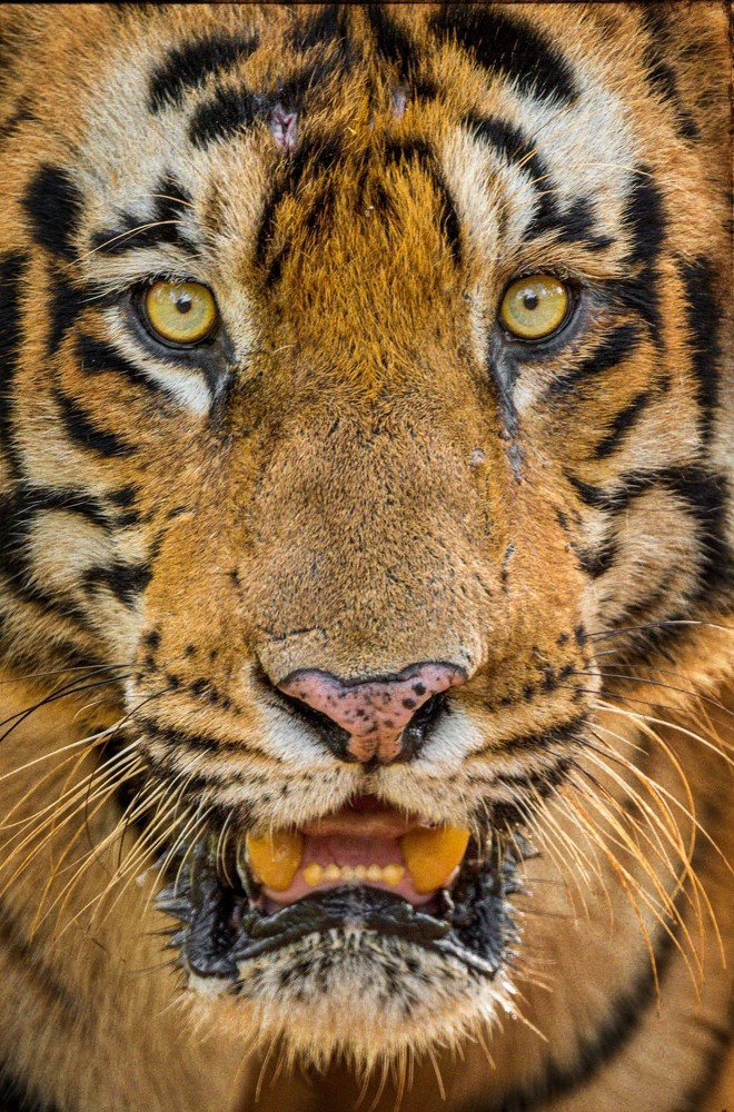 Closeup portrait of scarred King!