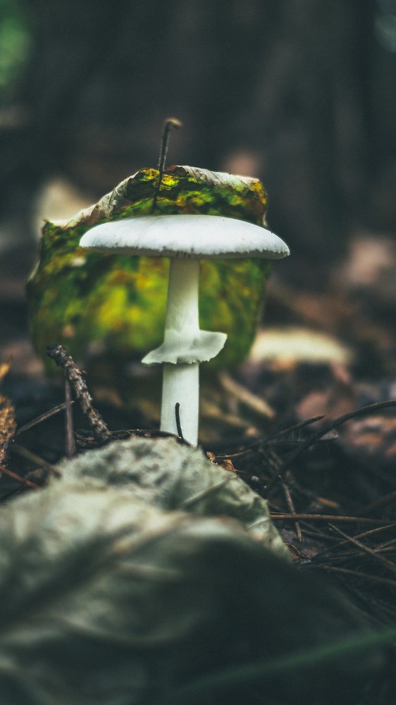 Photograph by Анна Дубровина