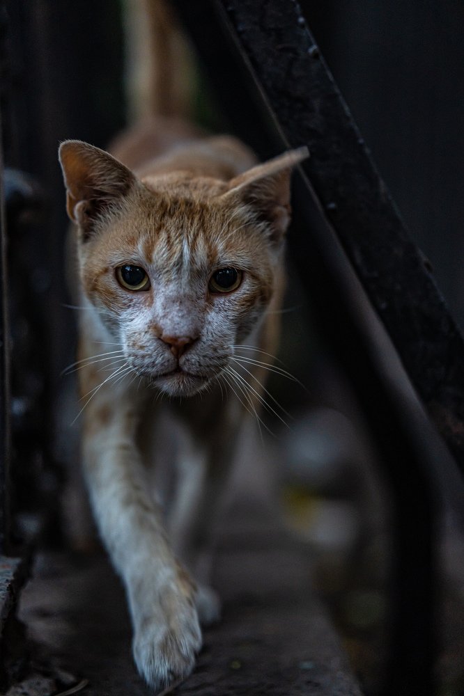 Photograph by Ashutosh Adivarekar