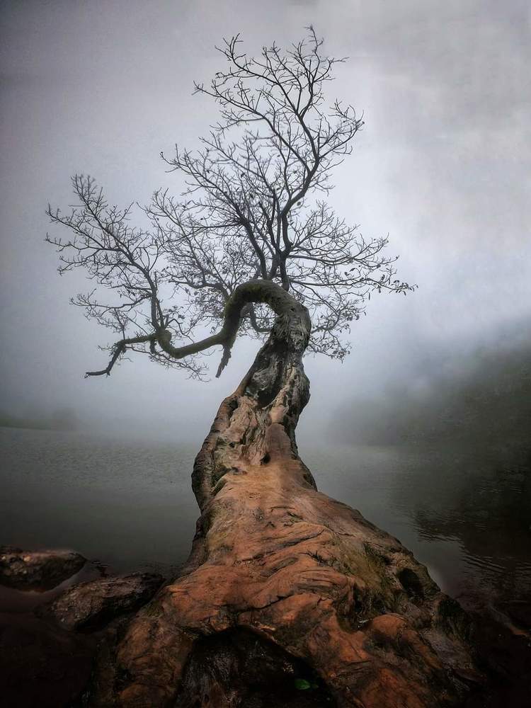 Tree of life