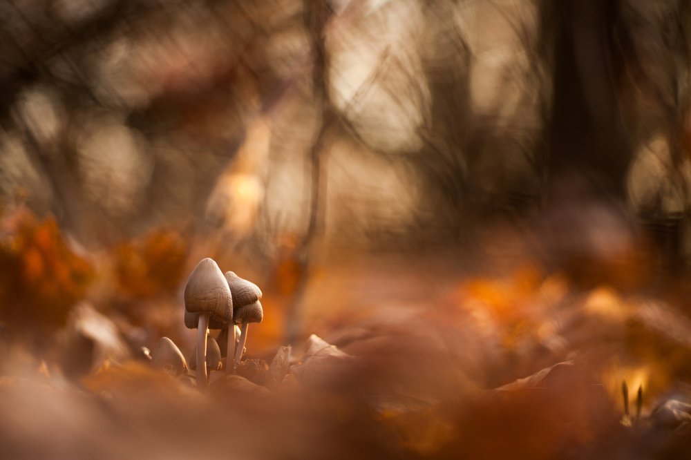 "Сказочный лес..."
