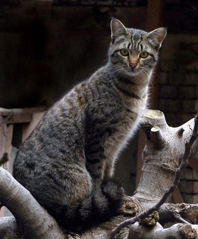 Photograph by Александр Мамулов