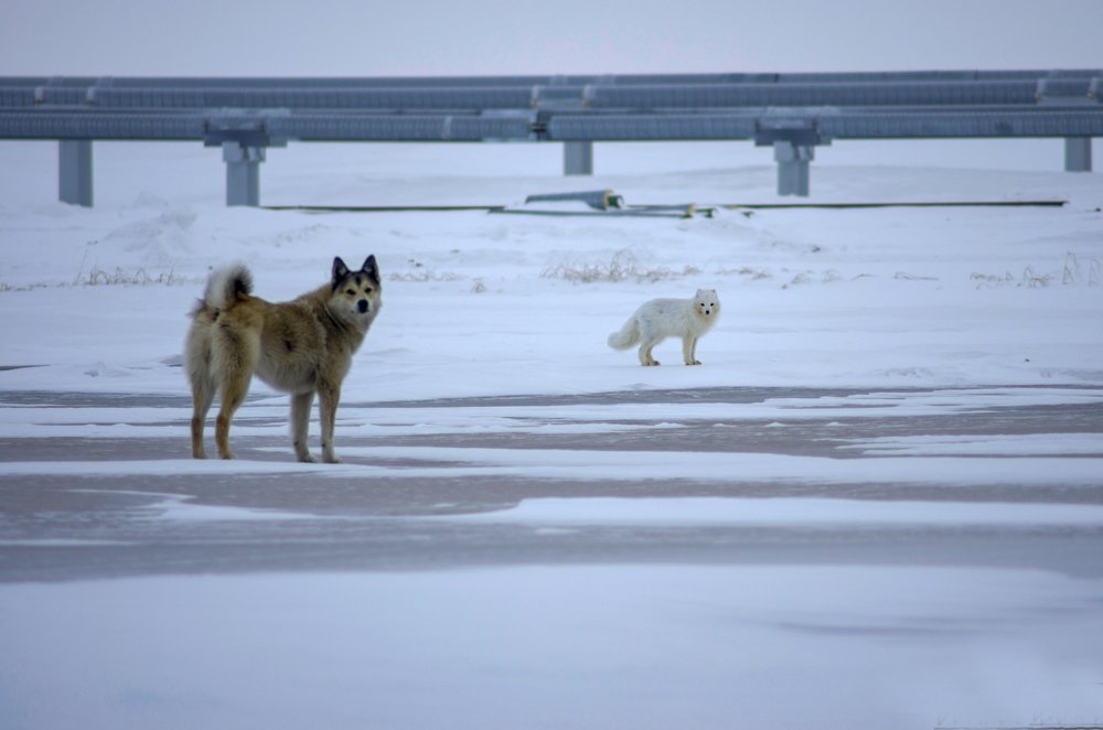 Photograph by Андрей Бунулу
