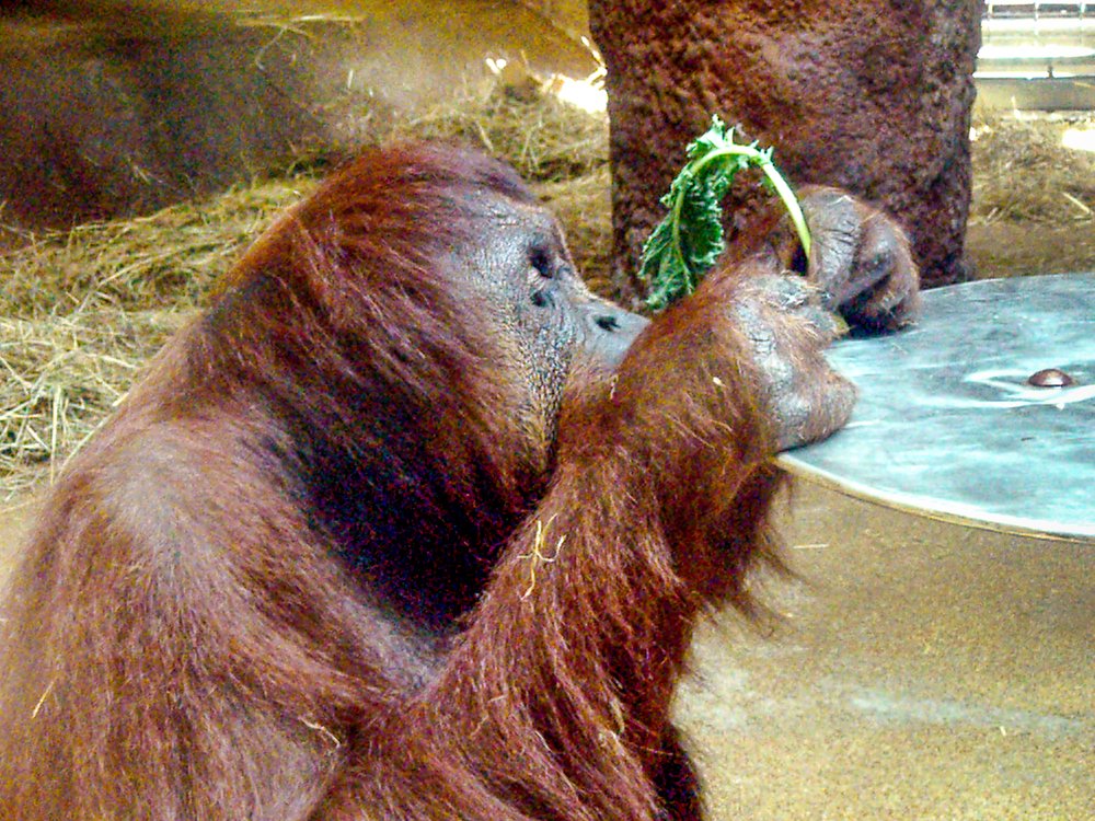 Photograph by Albert Maramis