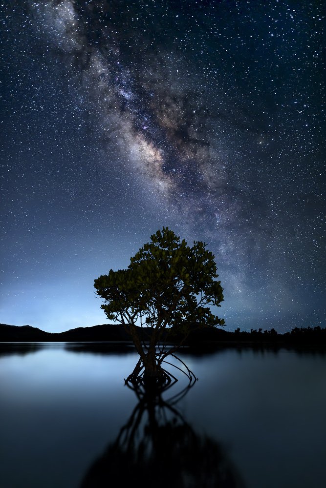 Milky Way and Rhizophora mucronata