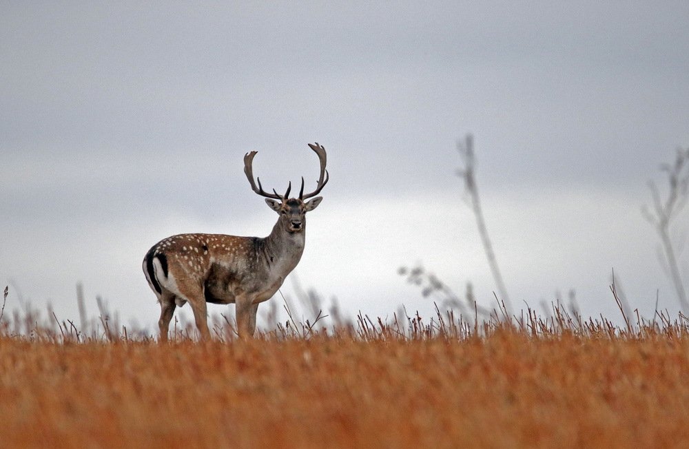 Встреча на закате