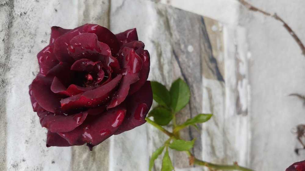 Photograph by Nayesha Jamil