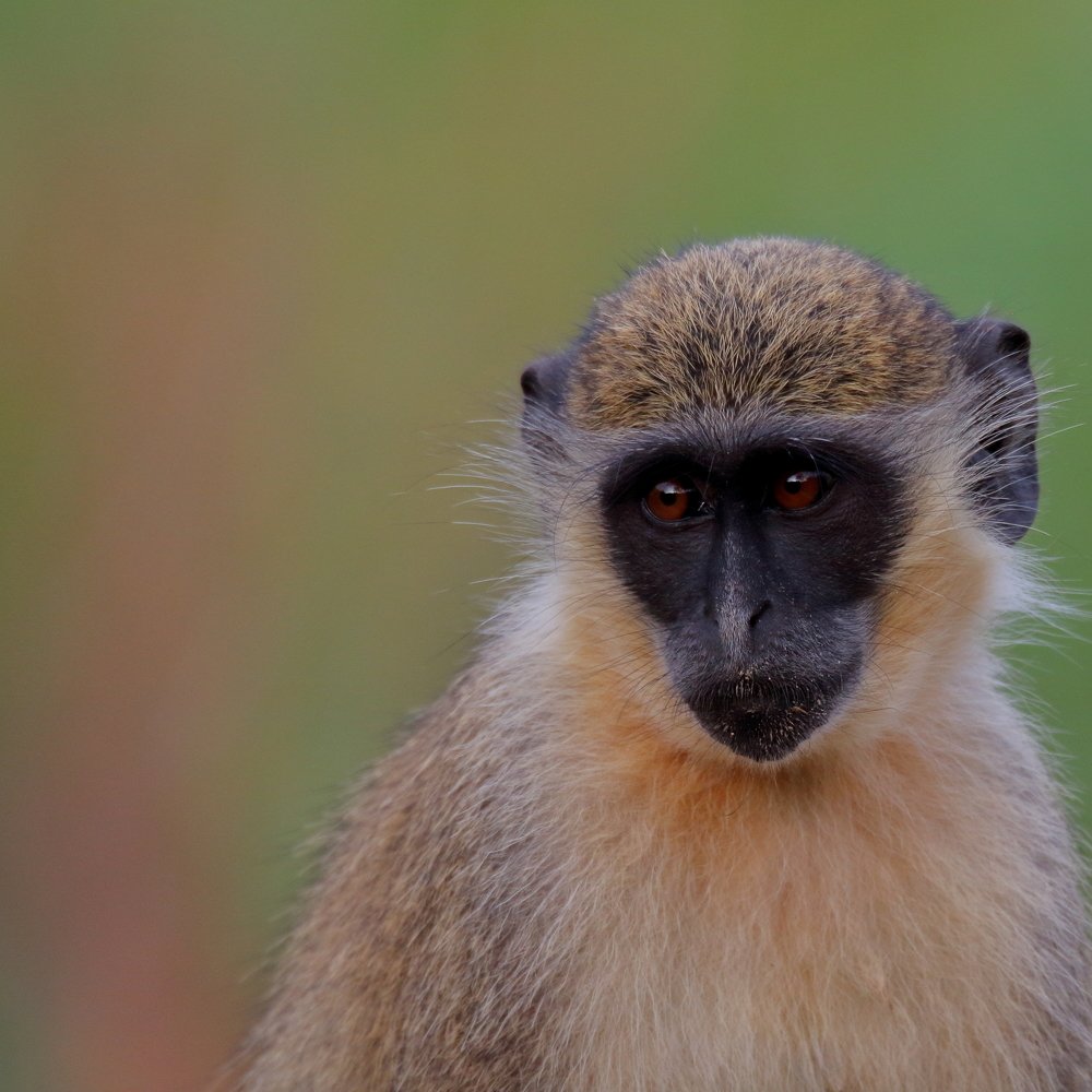 Photograph by Mike Temmerman