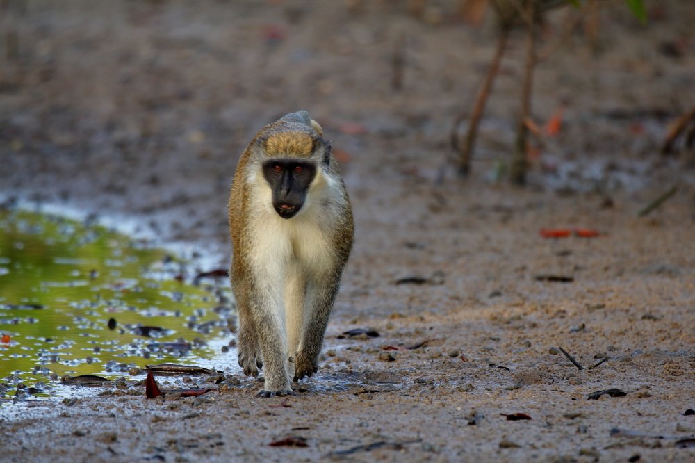 Photograph by Mike Temmerman