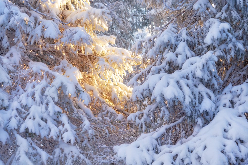 Рассвет в зимнем лесу
