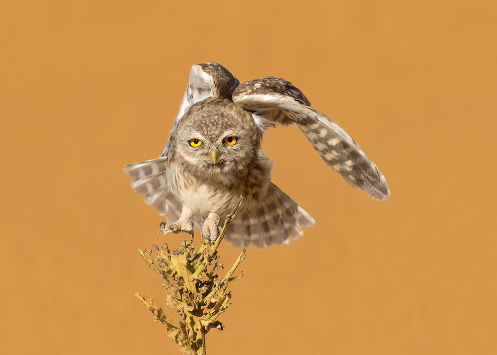 Photograph by sajjad saadat