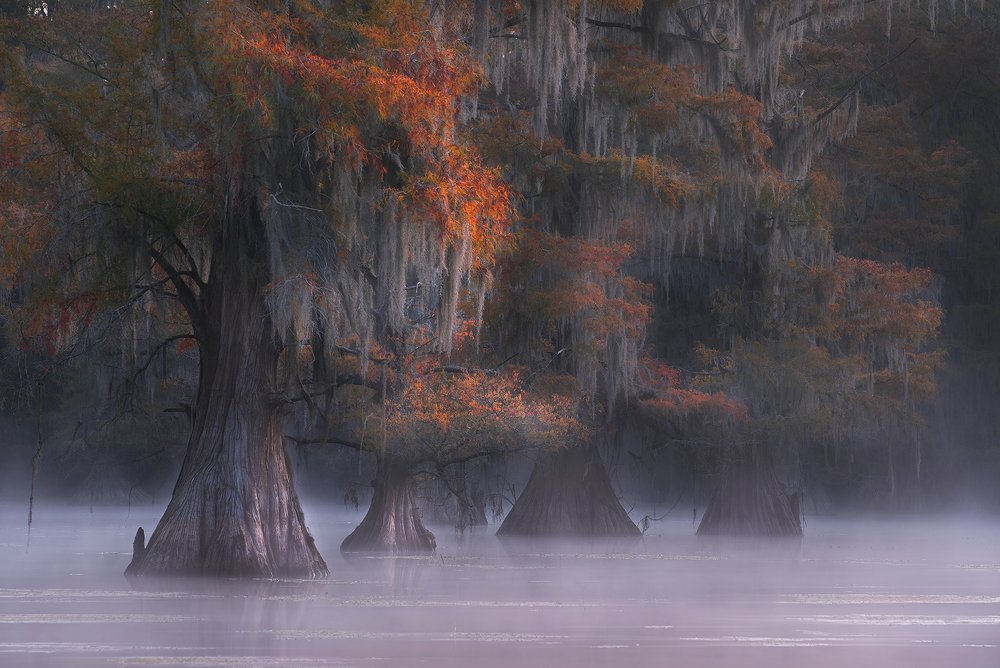 Foggy morning on the swamps
