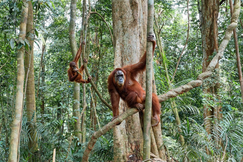 Photograph by Giovanni