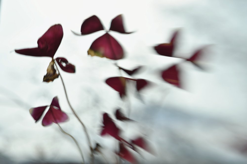 Photograph by Tatyana