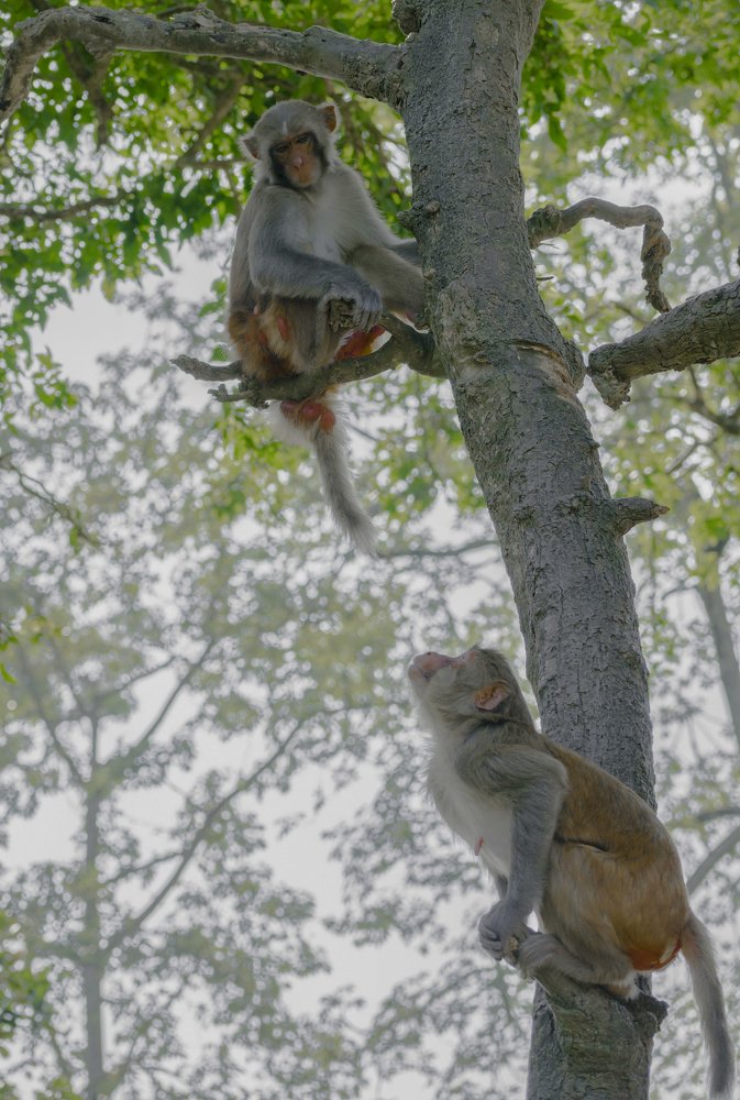 Photograph by Vivek Gogoi