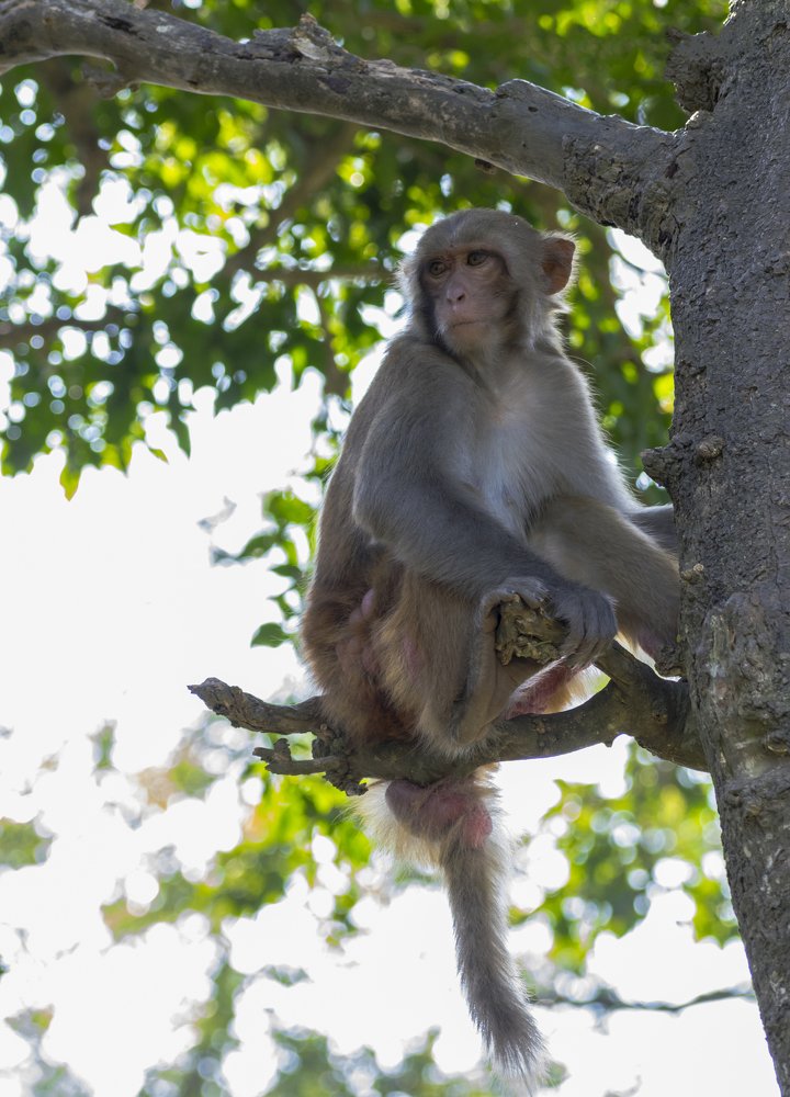 Photograph by Vivek Gogoi