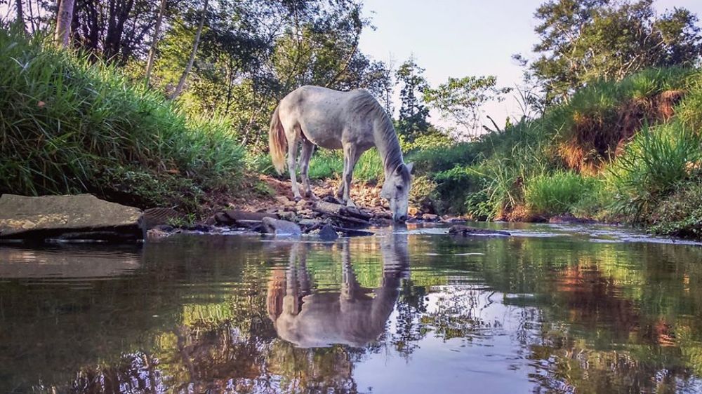 horse and reflection