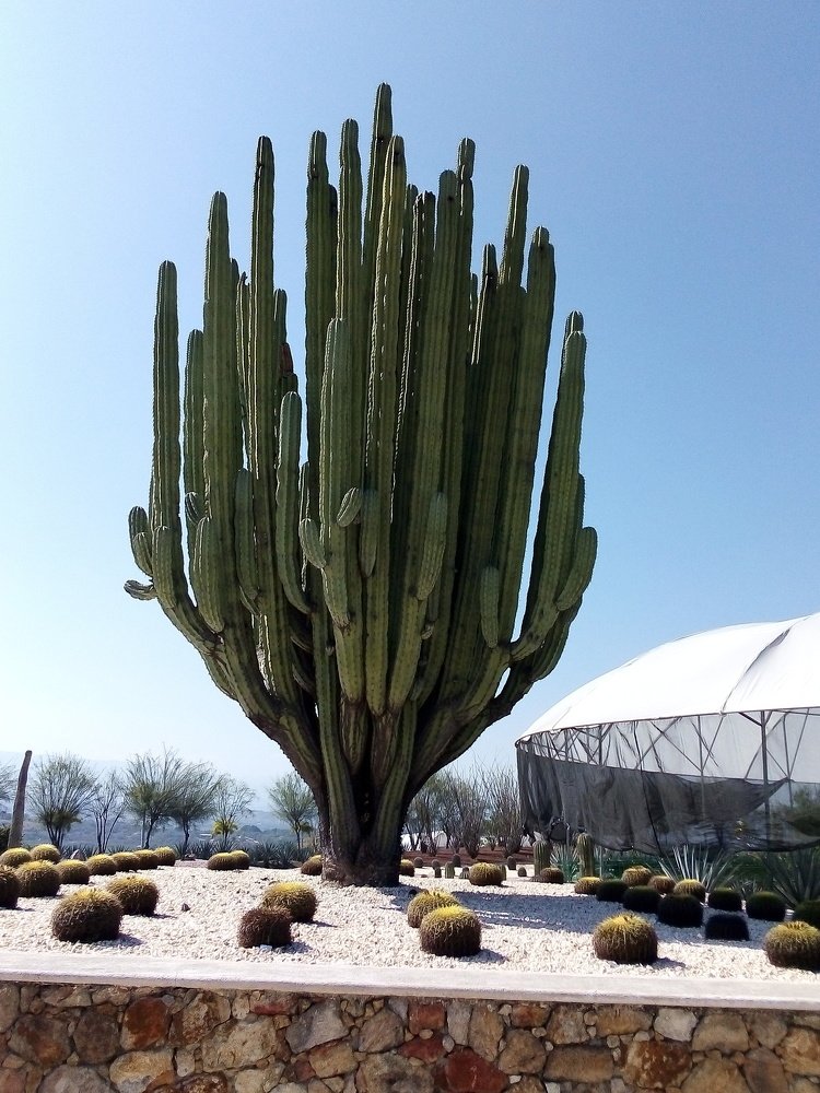 BIG CACTUS