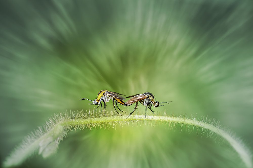 Photograph by Gusti Roby Navela