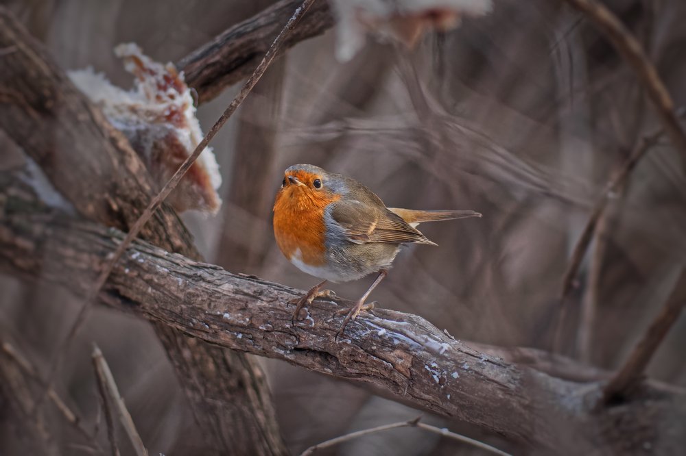 Photograph by Анатолий Калмыков
