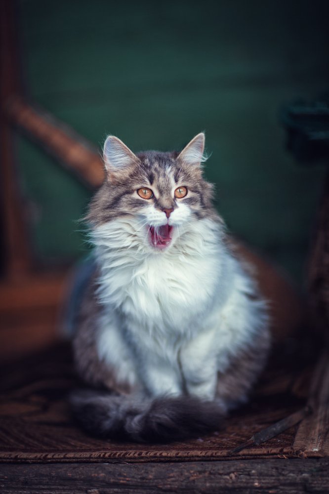 Photograph by Татьяна Муравкина