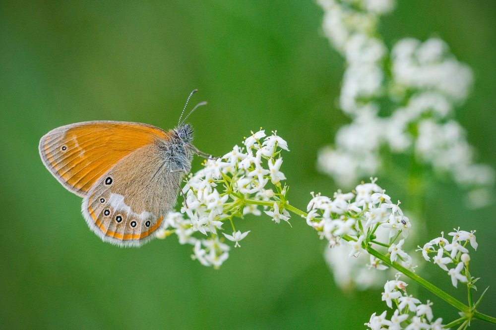 Photograph by Gatis Vilbrants