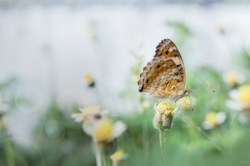 Photograph by Gusti Roby Navela