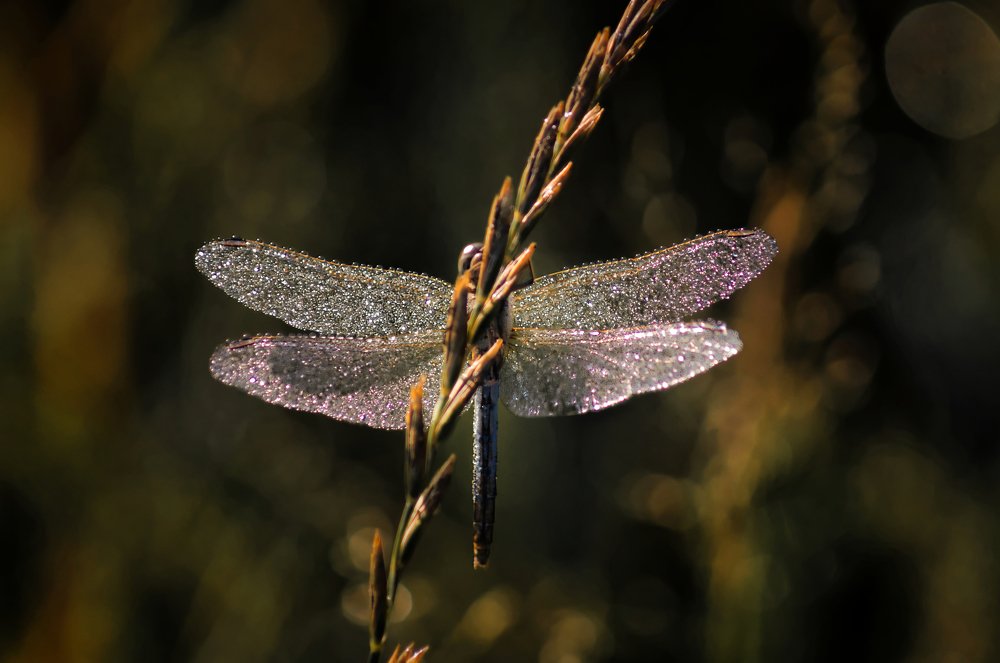 Хрустальные крылья