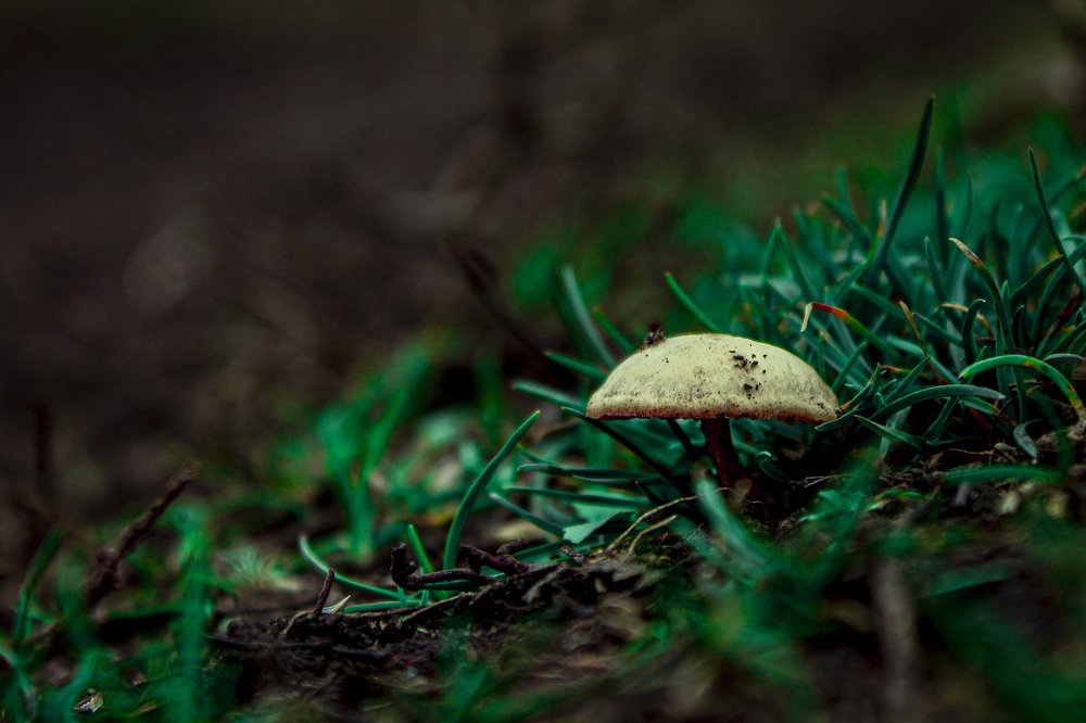 Маленький лес