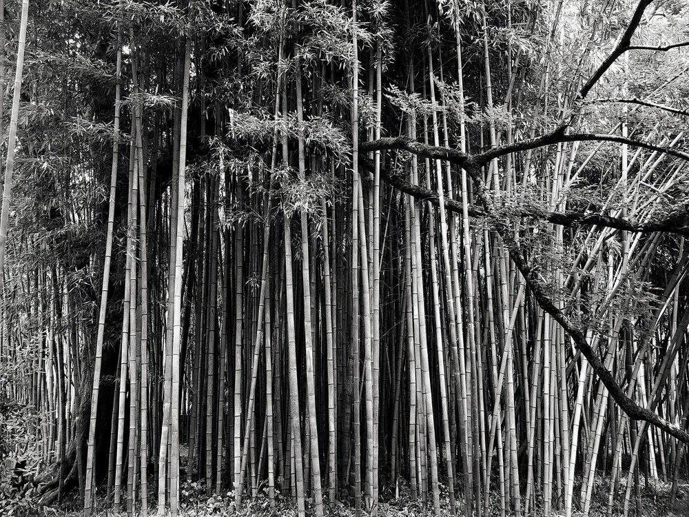 Photograph by Лана Агрба