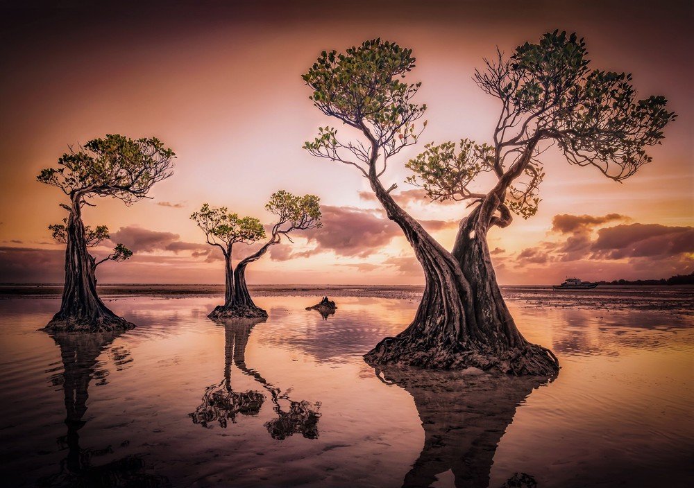 The Walakiri Family Tree