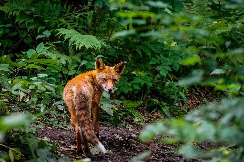Лис острова Русский